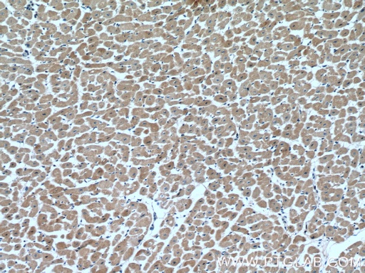 [26915-1-AP-20UL] VEGFD Polyclonal antibody