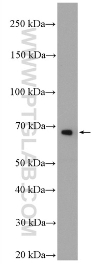 [26917-1-AP-20UL] TRAF5 Polyclonal antibody
