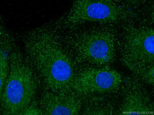 [26935-1-AP-20UL] Fibrillin 1  Polyclonal antibody