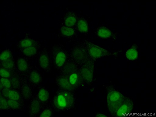 [26939-1-AP-150UL] Cyclin D1 Polyclonal antibody