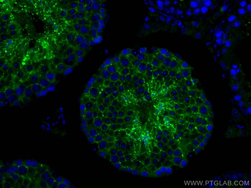 [26947-1-AP-20UL] PRND Polyclonal antibody