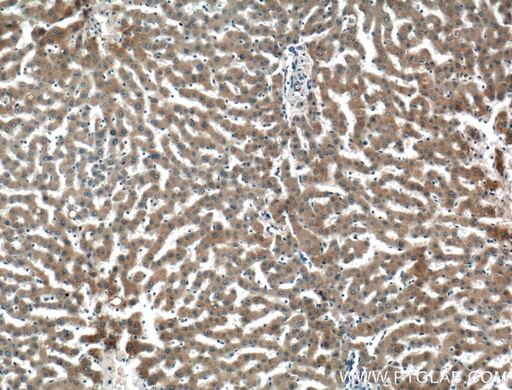 [26951-1-AP-20UL] Perilipin 5 Polyclonal antibody