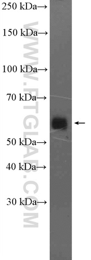[26952-1-AP-20UL] IFRD2 Polyclonal antibody