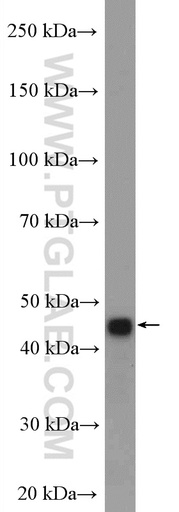 [26970-1-AP-150UL] CCNYL1 Polyclonal antibody