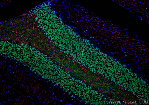 [26975-1-AP-150UL] NeuN Polyclonal antibody