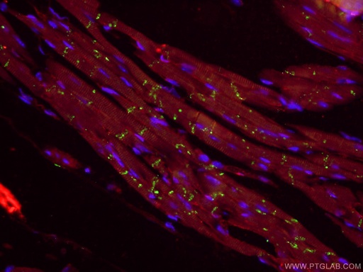 [26980-1-AP-150UL] Connexin 43 Polyclonal antibody