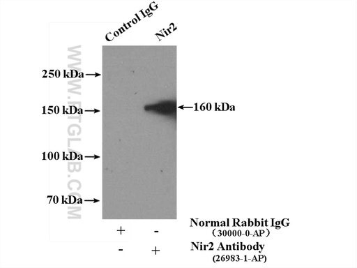 [26983-1-AP-150UL] Nir2 Polyclonal antibody