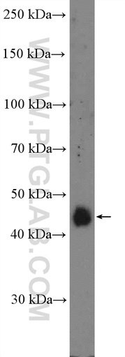 [26989-1-AP-20UL] RRAGC Polyclonal antibody