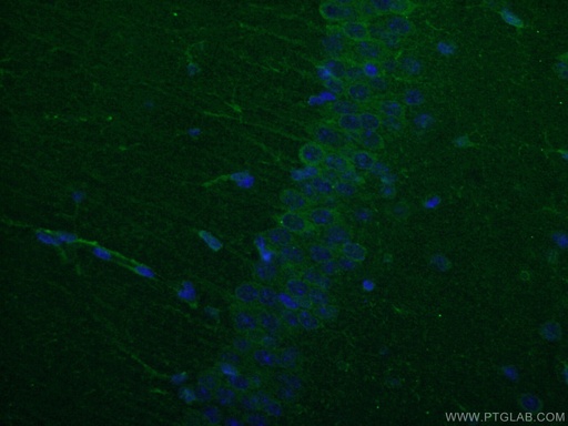[26995-1-AP-20UL] WFS1 Polyclonal antibody
