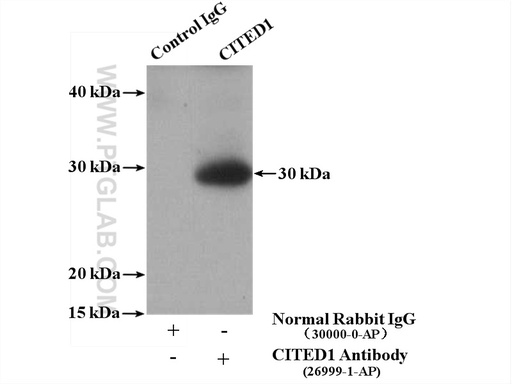 [26999-1-AP-20UL] CITED1 Polyclonal antibody