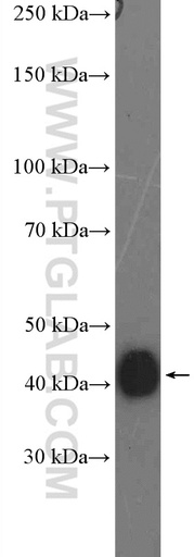 [27011-1-AP-150UL] PEX12 Polyclonal antibody
