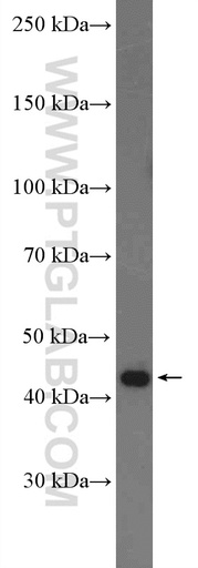 [27014-1-AP-20UL] SH3GL1 Polyclonal antibody