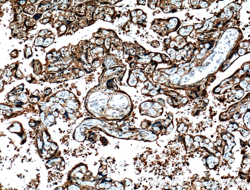 [27017-1-AP-150UL] CRELD2 Polyclonal antibody