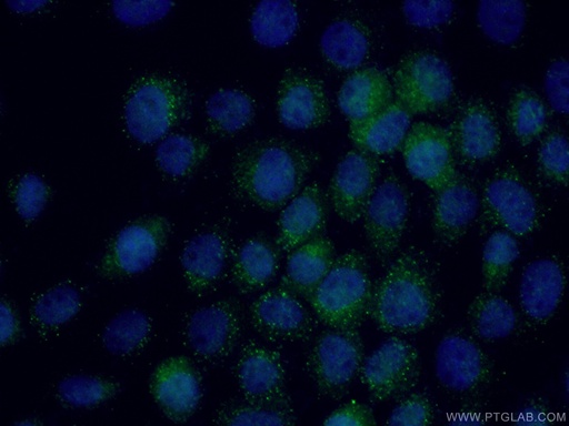 [27020-1-AP-20UL] SHQ1 Polyclonal antibody