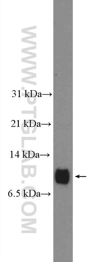 [27045-1-AP-150UL] APOC2 Polyclonal antibody
