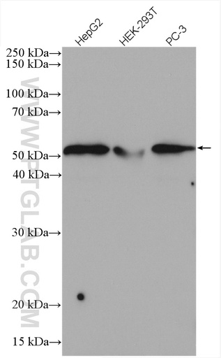 [27062-1-AP-150UL] SNAPC3 Polyclonal antibody