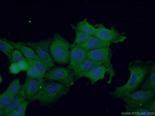 [27064-1-AP-150UL] TRAIL Polyclonal antibody