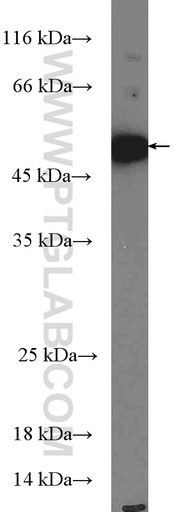 [27065-1-AP-150UL] TANK Polyclonal antibody