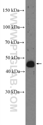 [27066-1-AP-150UL] SERINC5 Polyclonal antibody