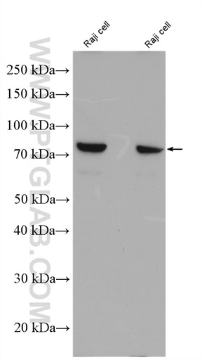 [27068-1-AP-20UL] FGD2 Polyclonal antibody