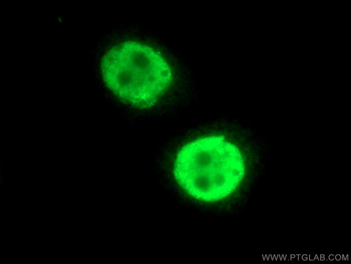 [27073-1-AP-150UL] BUB3 Polyclonal antibody