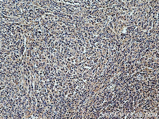 [27095-1-AP-20UL] CXCL8/IL-8 Polyclonal antibody