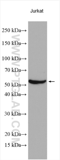 [27099-1-AP-20UL] RUNX3 Polyclonal antibody