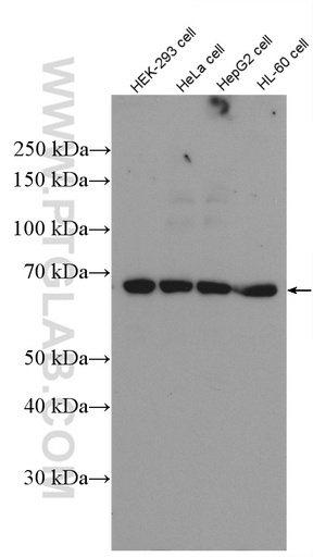 [27109-1-AP-150UL] PRMT5 Polyclonal antibody