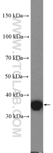 [27130-1-AP-150UL] PSRC1 Polyclonal antibody
