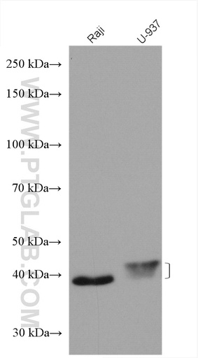 [27138-1-AP-150UL] FCGR2A / CD32a Polyclonal antibody