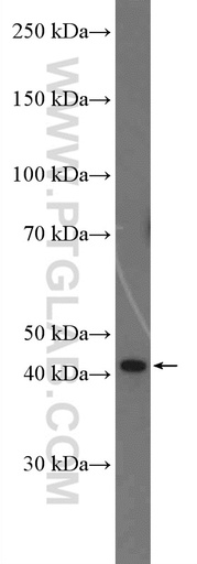 [27145-1-AP-20UL] C3orf58 Polyclonal antibody