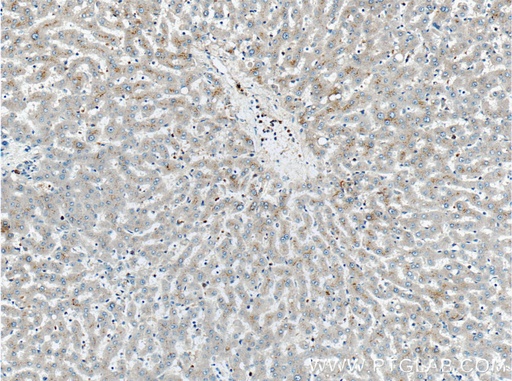 [27154-1-AP-150UL] Factor XII Polyclonal antibody
