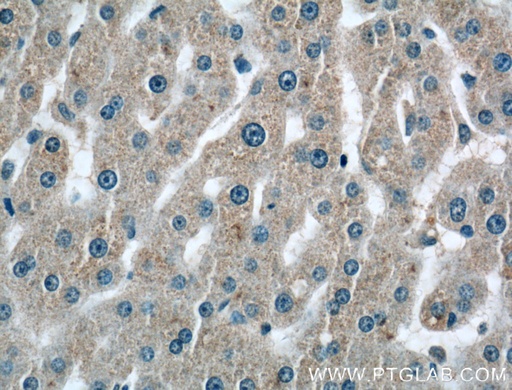 [27175-1-AP-150UL] C2 Polyclonal antibody