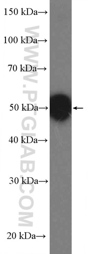 [27215-1-AP-150UL] BAF53B Polyclonal antibody