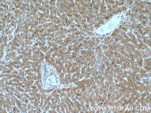 [27230-1-AP-150UL] SELENBP1 Polyclonal antibody