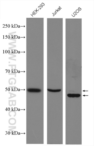 [27242-1-AP-150UL] Cyclin A2 Polyclonal antibody