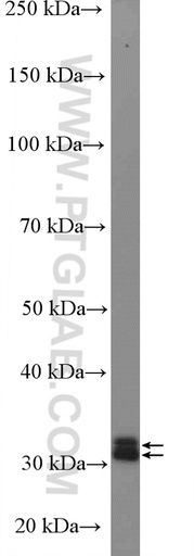 [27244-1-AP-150UL] MORG1 Polyclonal antibody