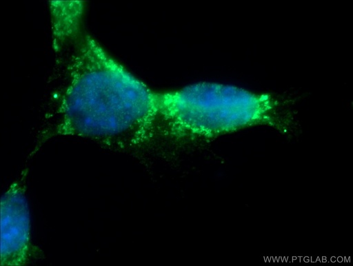 [27248-1-AP-20UL] RICTOR Polyclonal antibody