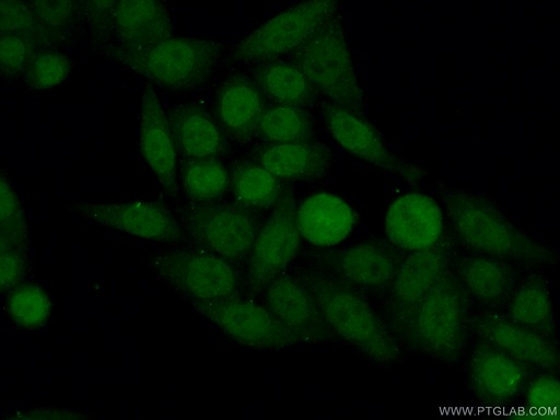 [27249-1-AP-150UL] Neurofibromin 1 Polyclonal antibody