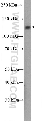 [27251-1-AP-20UL] RBL2 Polyclonal antibody