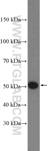 [27261-1-AP-150UL] KANSL2 Polyclonal antibody