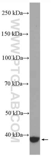 [27264-1-AP-150UL] GNAQ Polyclonal antibody