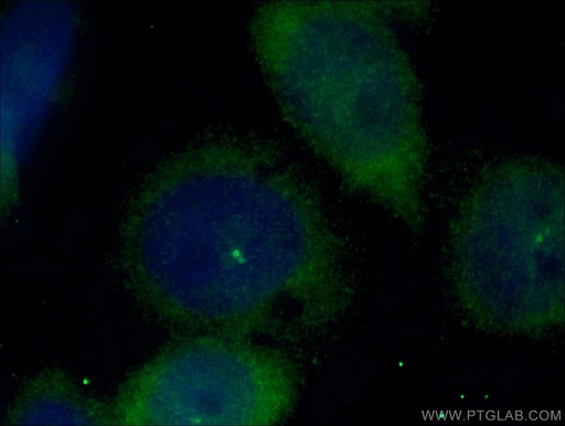 [27325-1-AP-20UL] CEP170 Polyclonal antibody