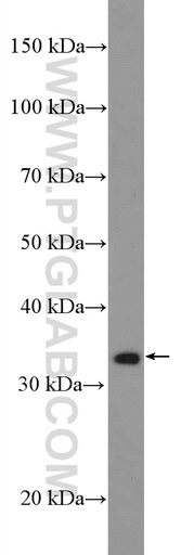 [27327-1-AP-20UL] DUSP2 Polyclonal antibody