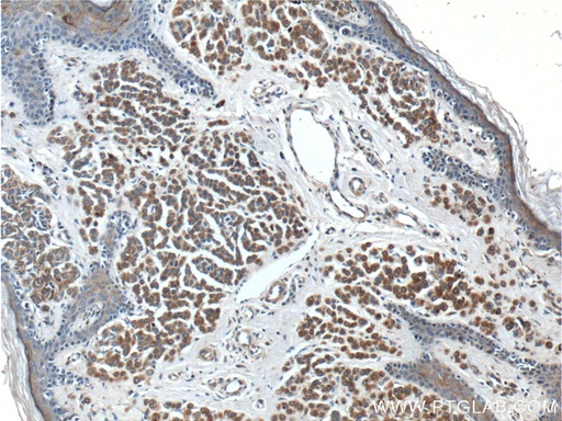 [27329-1-AP-150UL] SILV Polyclonal antibody
