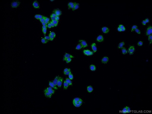 [27342-1-AP-150UL] CNTF Polyclonal antibody
