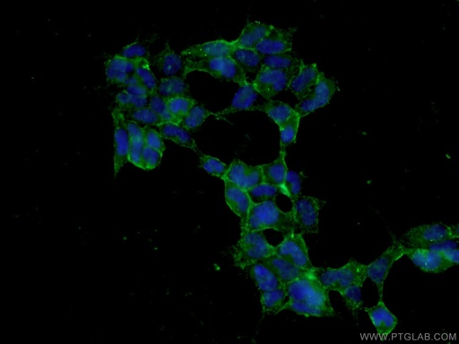 [27347-1-AP-150UL] HEK 293 cells Polyclonal antibody