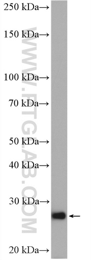 [27349-1-AP-20UL] RAB33B Polyclonal antibody