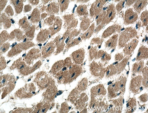[27369-1-AP-20UL] ADAL Polyclonal antibody