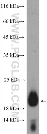 [27382-1-AP-20UL] C19orf12 Polyclonal antibody